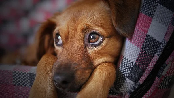 Mobile Hundetherapie