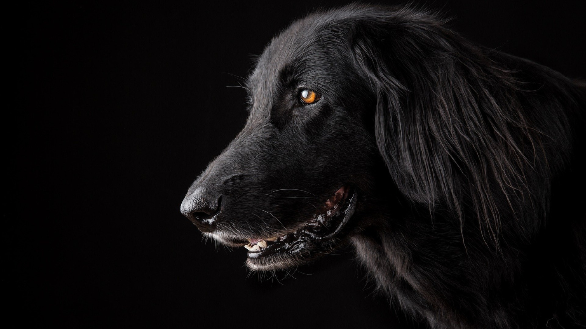 Flat Coated Retriever