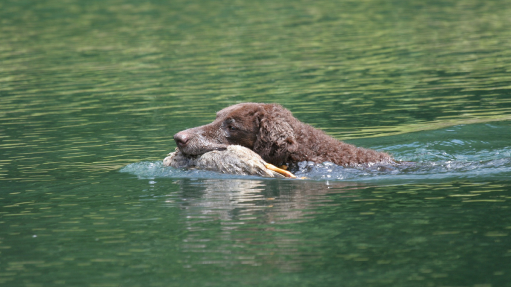 Curly Coated Retriever