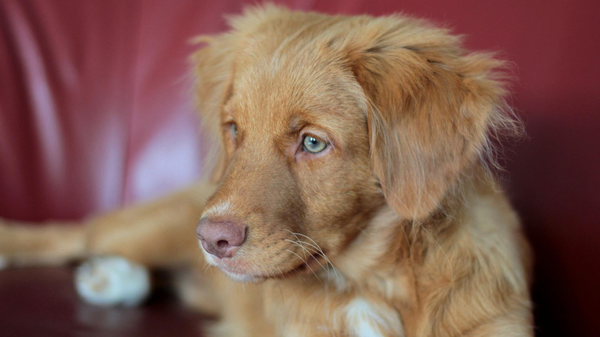 Nova Scotia Duck Toller