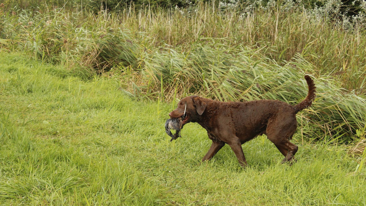 Chesapeake Bay Retriever