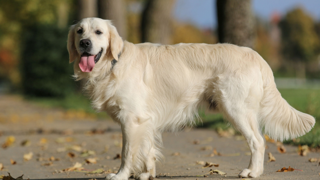 Golden Retriever