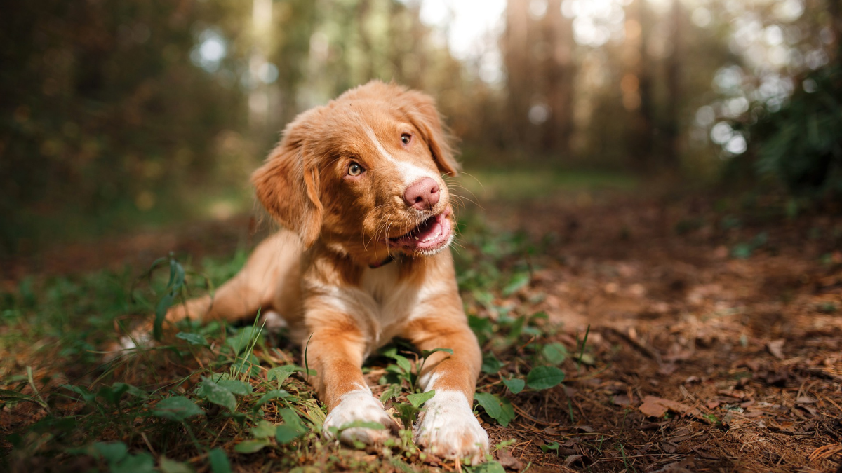 Nova Scotia Duck Toller