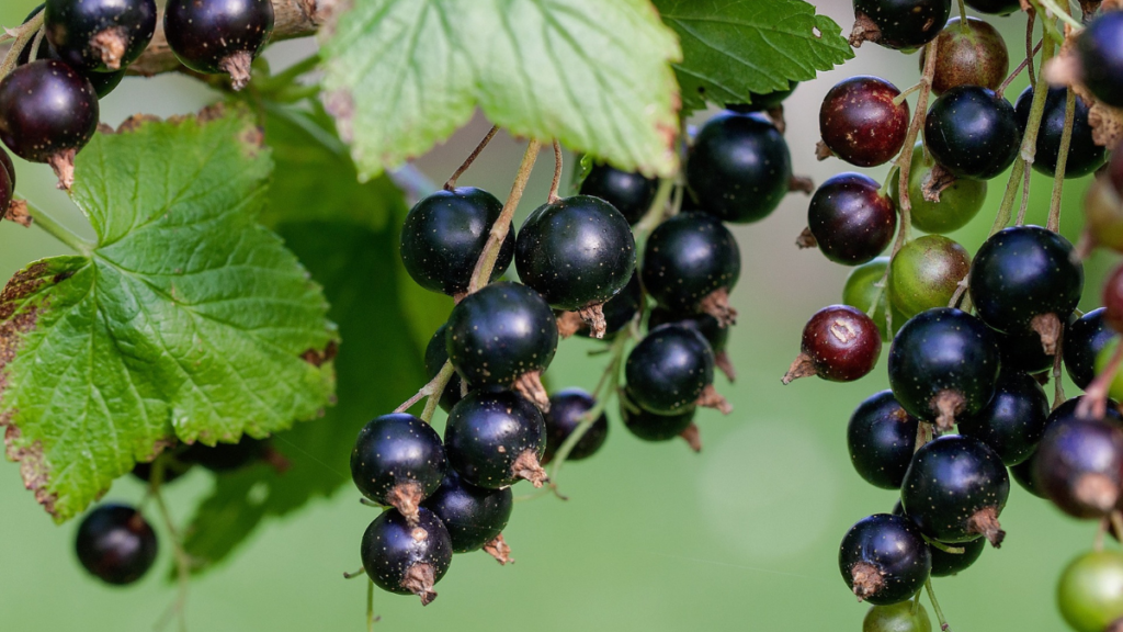 Schwarze Johannisbeere