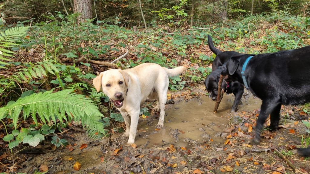 Hunde baden